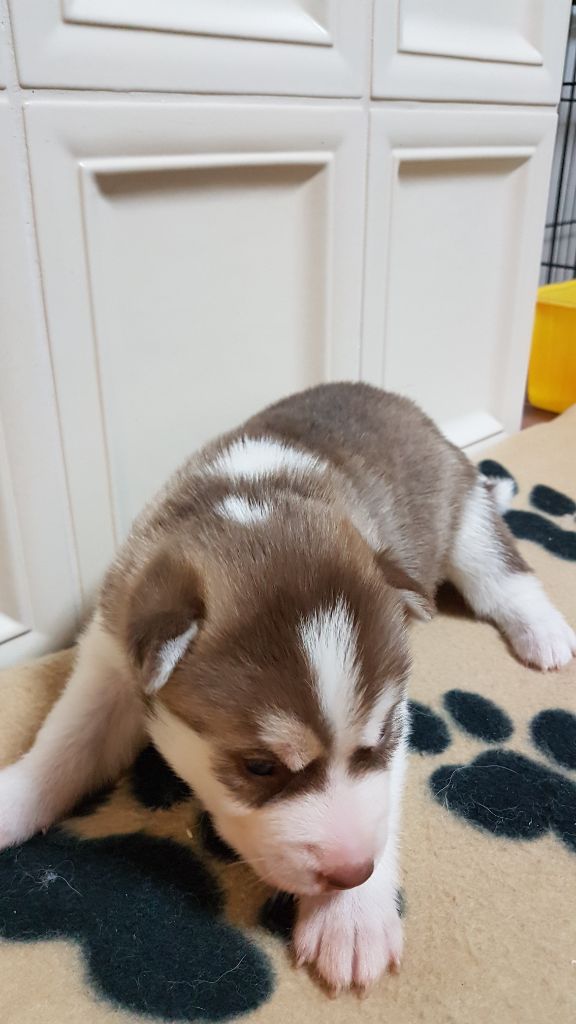 CHIOT