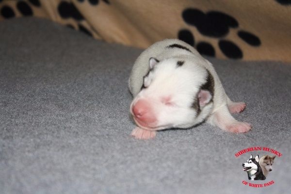 Of White Pass - Siberian Husky - Portée née le 27/11/2016